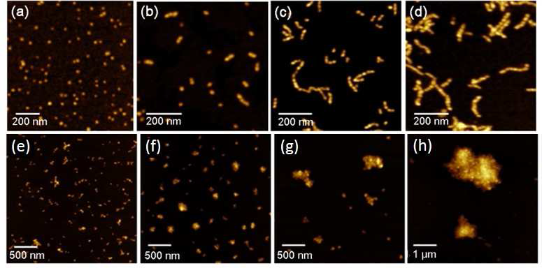 고분자 중합 조건에 따라 생성된 자기조립 나노구조체의 AFM 이미지.