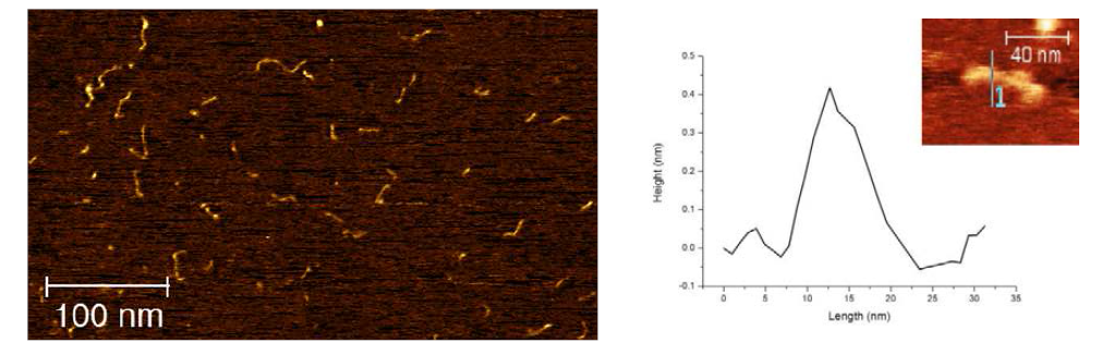 덴드로나이즈드 고분자에 대한 atomic force microscopy 이미지