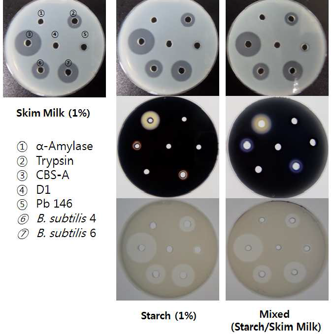 Mixed substract (skim milk/starch) test plate를 이용한 amylase and protease 활성 측정