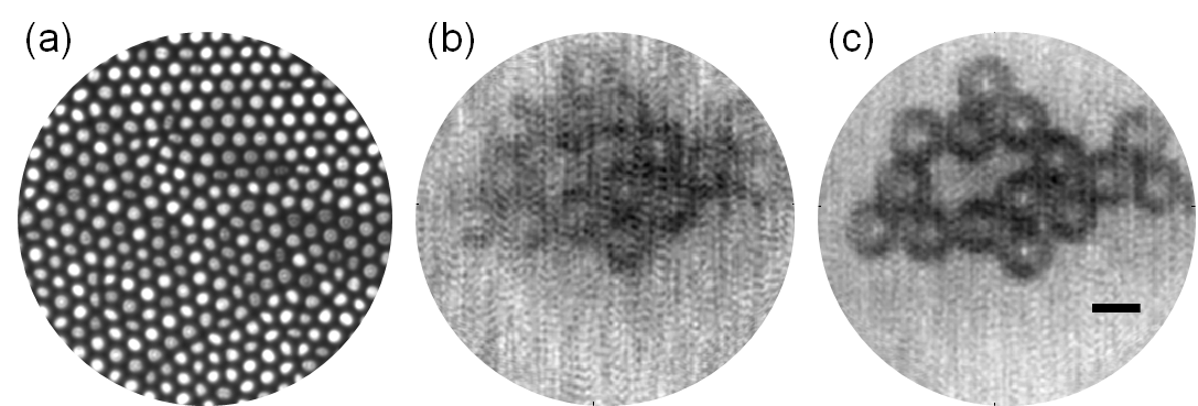 이미지 번들 파이버를 이용하여 10 μm 폴리스티렌 비드에 대한 반사 내시경 이미징의 결과 (a) LED 조명을 통한 일반적인 내시경 이미지 (b) 레이저를 이용하여 대면적조명-대면적측정으로 복원한 이미지 (c) 제안한 집속조명-대면적측정으로 복원한 이미지