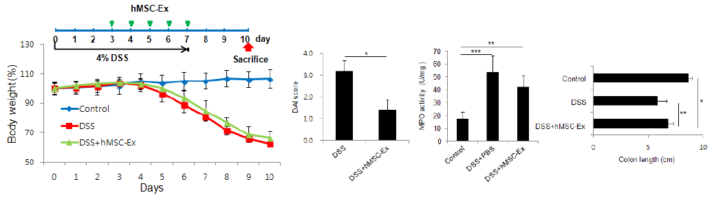 간엽줄기세포 in vivo IBD 모델에서 줄기세포 성능평가 예시: disease activity index, MPO activity assay 및 대장 길이 분석.