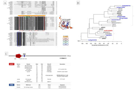 TF13의 염기서열 분석(A)과 phylogenetic 분석(B) 및 domain 조사(C)