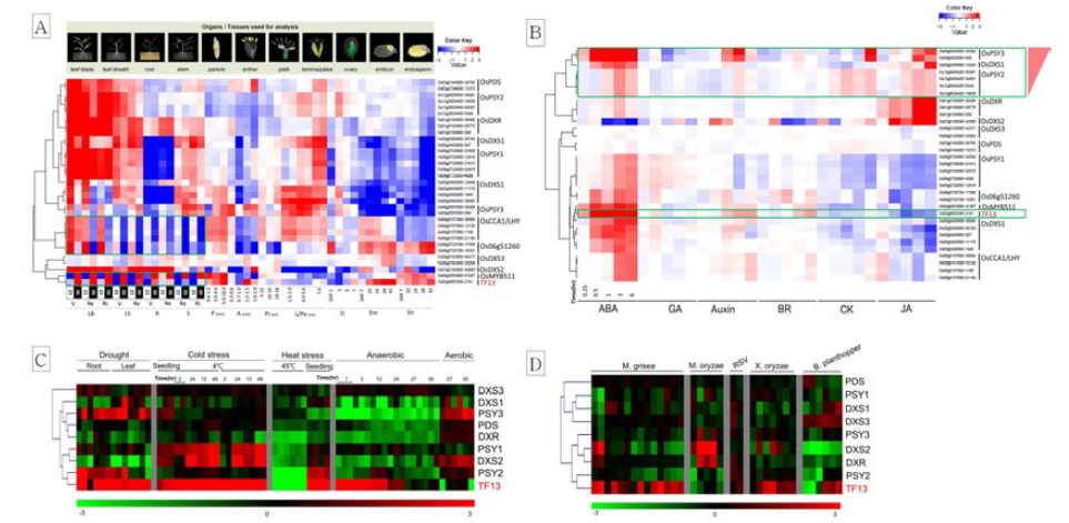 TF13과 subclass 유전자 3종, 8종의 terpenoid 생합성 유전자를 포함하는 12종의 벼 유전자에 대한 global gene expression analysis