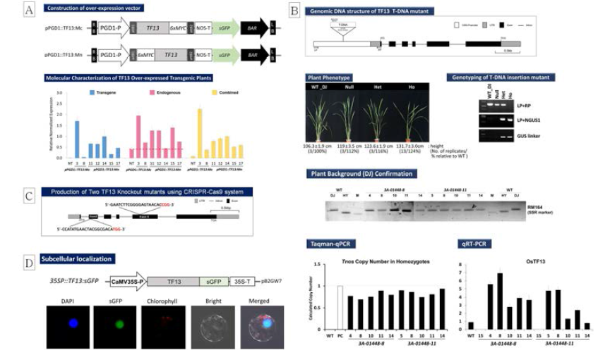 In planta 기능 연구에 이용된 전신 과발현 운반체 모식도(A), T-DNA insertion mutant 삽입 위치 및 genotyping 결과(B), knockout mutant 확보 위한 CRISPR-Cas9 제작(C), 전사인자로서의 기능확인 위한 벼 원형질체 localization 분석(D)