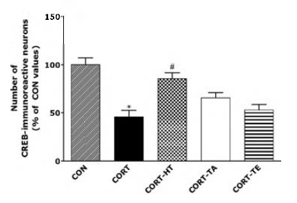 The relative intensities for CREB protein in the hippocampus of rats that received chronic CORT administration