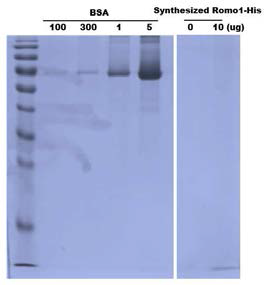 Synthesized Romo1의 purity 확인