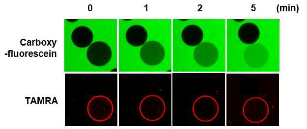 Romo1의 carboxyfluorescein 투과성