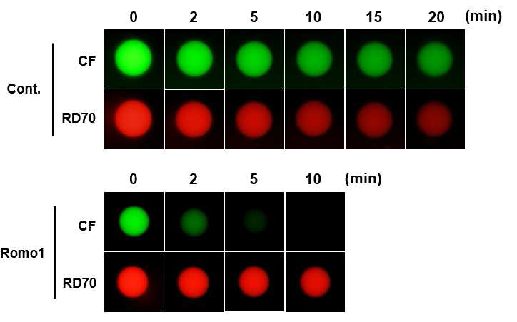 삼투압에 따른 Romo1의 carboxyfluorescein 투과