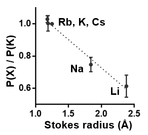 Stokes radius에 따른 Romo1의 ion selectivity