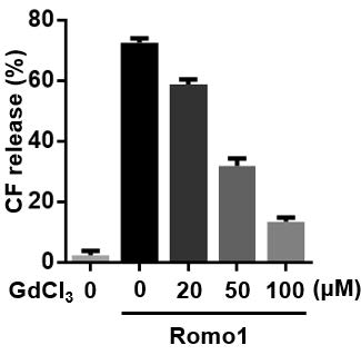 Gadolinium에 의한 Romo1 억제