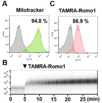 Mitochondria로의 Romo1 타겟팅