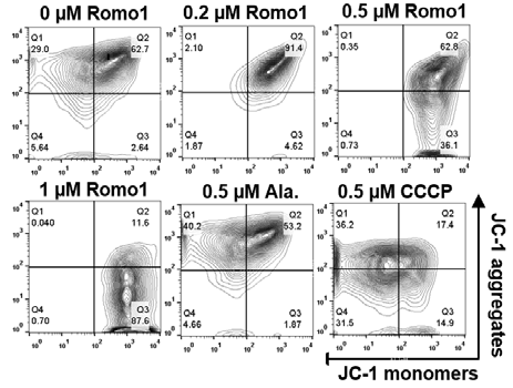 Romo1에 의한 mitochondrial depolarization의 농도별 측정