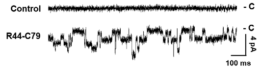 R44-C79의 ion channel activity