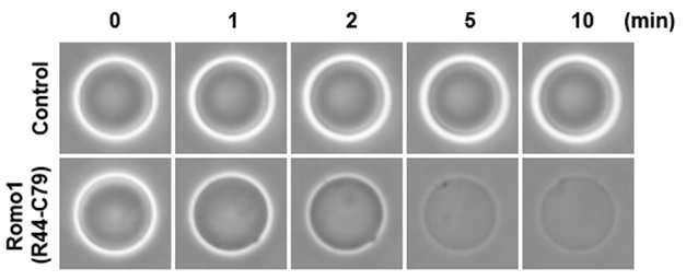 R44-C79의 GUV permeabilization