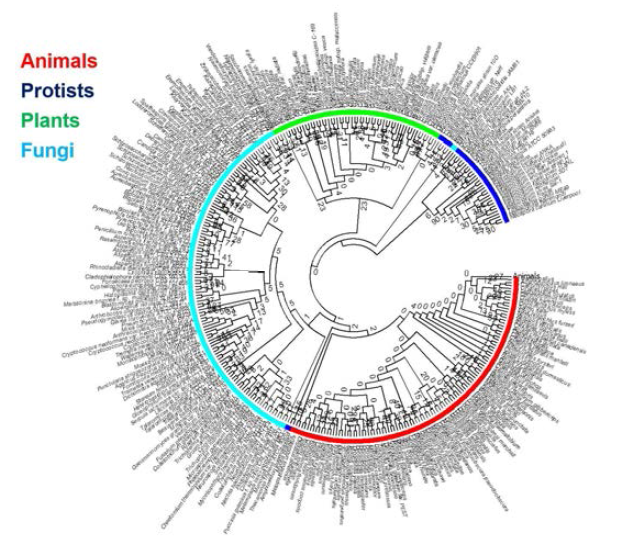 452종의 생물에 존재하는 Romo1 phylogenetic circle