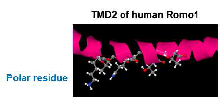Romo1 monomer의 polar residue