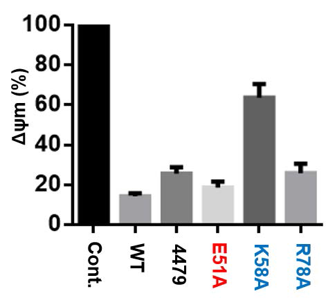 R44-C79 기반 Romo1 point mutants의 mitochondrial depolarization