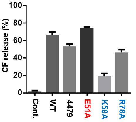 R44-C79 기반 Romo1 point mutants의 LUV permeabilization