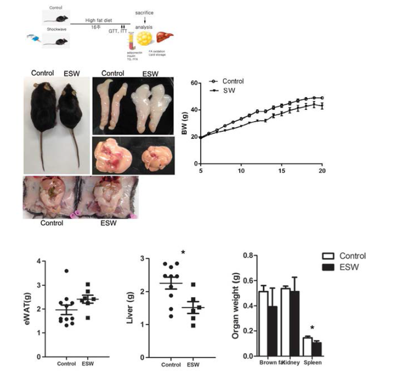 체외충격파 처치에 의한 지방 조직 기능 개선 및 체중 증가의 저하 (박영미 외, unpublished)체외충격파 처치군(SW; triangle)이 비처치군(control; circle)에 비하여 체중의 증가가 느리게 진행됨 (각 군당 n=15)