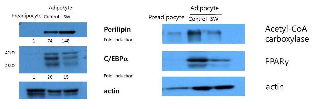 체외충격파를 처치한 3T3-L1 derived adipocytes (SW)와 처치하지 않은 3T3-L1 derived adipocytes (control)의 adipogenesis 관련 단백질 발현 비교