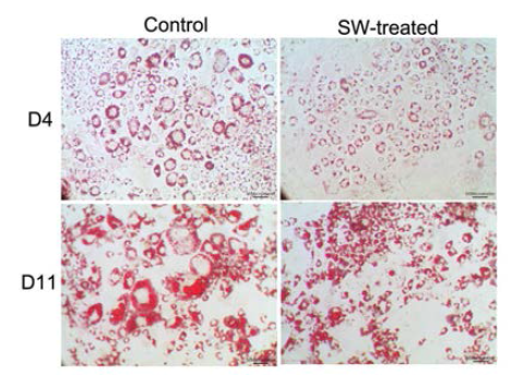 3T3-L1 preadipocyte을 분화유도 배지로 배양한 후 Oil red O 염색을 시행함. 충격파를 가한 세포 (SW-treated)의 지방세포 분화가 대조군 (control)에 비하여 억제됨 (ORO 염색이 적음).