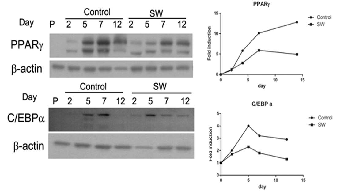 충격파 처치에 의한 adipocyte marker 발현의 지연