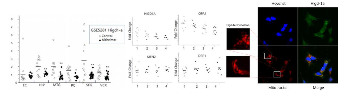 Expression change of Higd-1a in Alzheimer′s disease at various tissues of human brain by array (Accession: GSE5281).