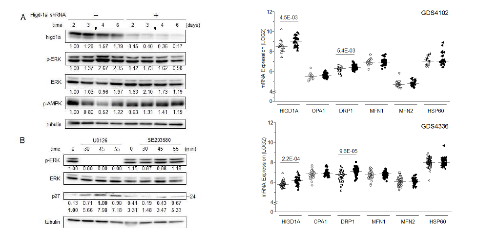 Reduced ERK phosphorylation is correlated with p27 upregulation in AsPC-1 cells. Higd-1a expression is higher in pancreatic cancer cells than in normal cells.