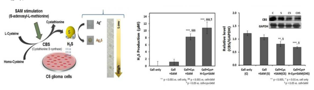 C6 glioma cell에서 발생하는 H2S 검출원리와, 기질 및 시약 처리에 따른 H2S 발생량에 대한 정량분석 결과 및 H2S 합성효소인 CBS 변화에 대한 western blot 결과