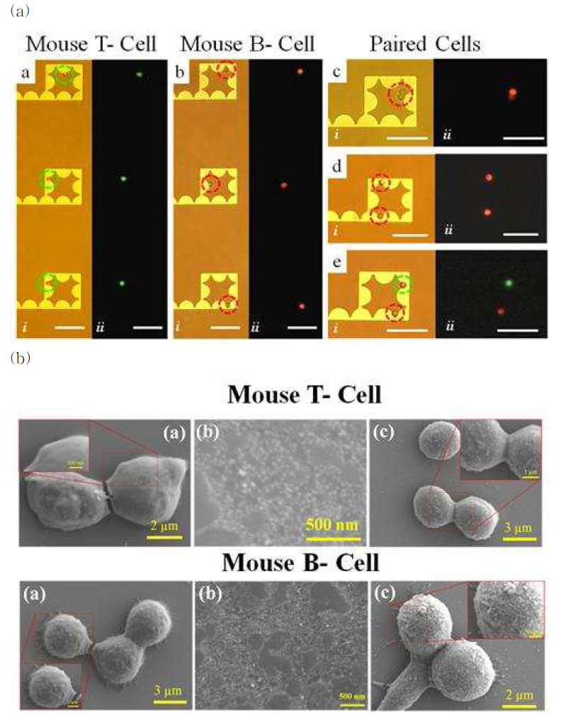 (a) 비드 도체/다이오드 채널 회로를 이용 T-Cell, B-Cell 세포 이송 및 포획 후 형광 사진, (b) Mouse T-Cell, B-Cell 사진.