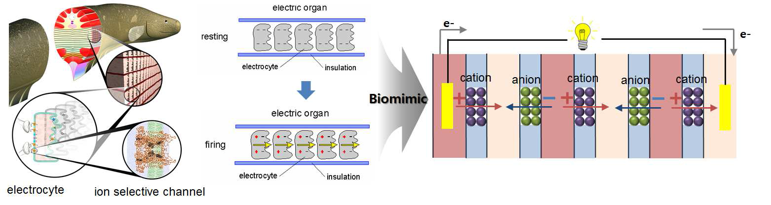본 제안 연구의 개요: 인공전기뱀장어의 발전 원리