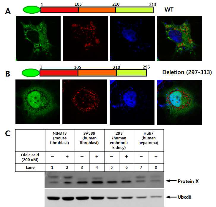 Cellular localization and expressiojn of Dhrs1 in various cell lines