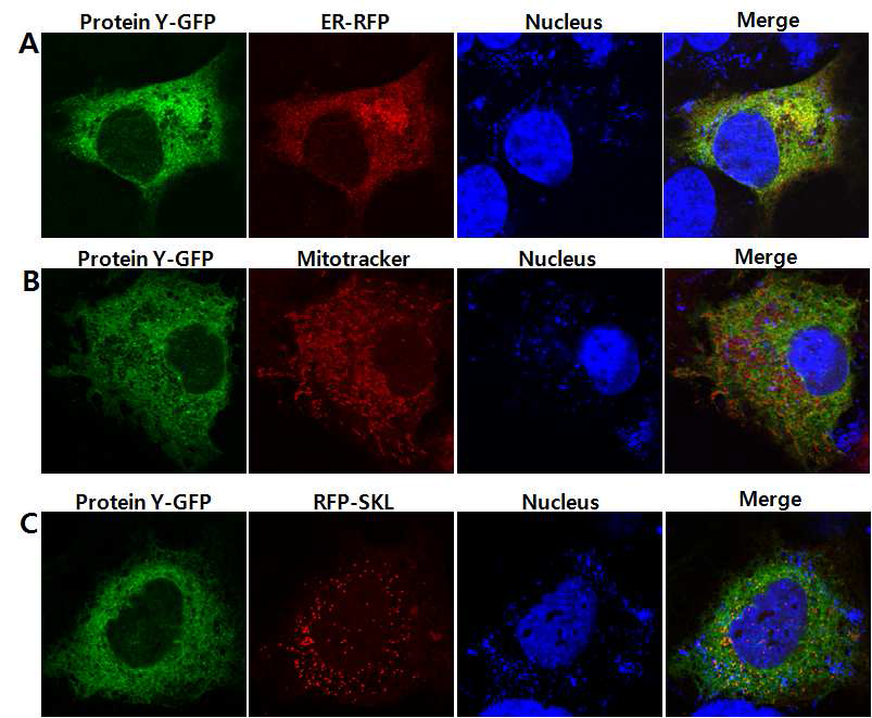 Cellular localization of TMCO1-GFP in Huh7 cells