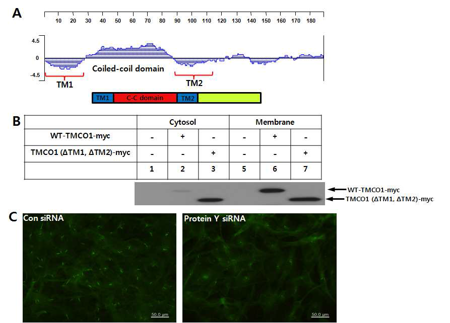 The function of TMCO1 in mammalian cells