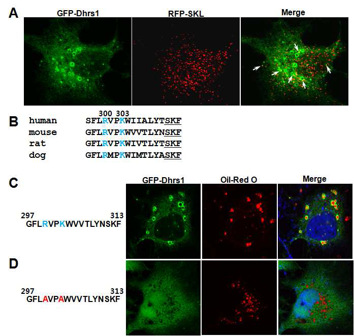 Cellular localization and C-terminal sequence of Dhrs1