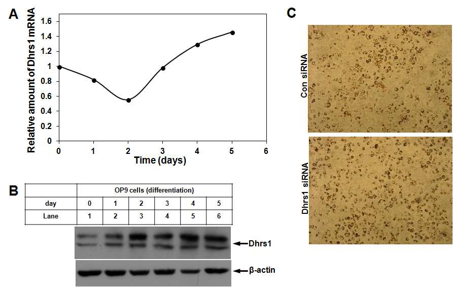 The effect of Dhrs1 on adipocyte differentiation in OP9 cells