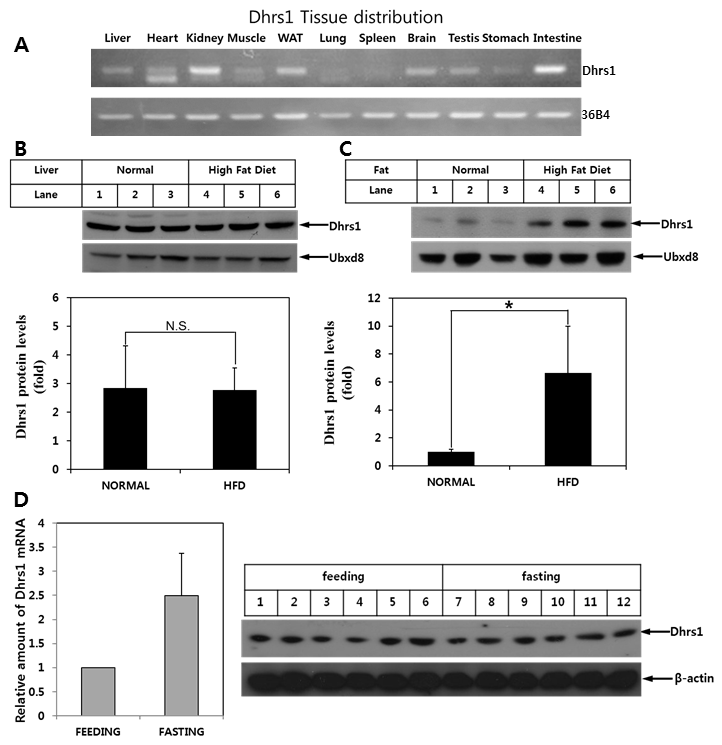 Tissue distribution of Dhrs1 and exprresison of Dhrs1 in vivo