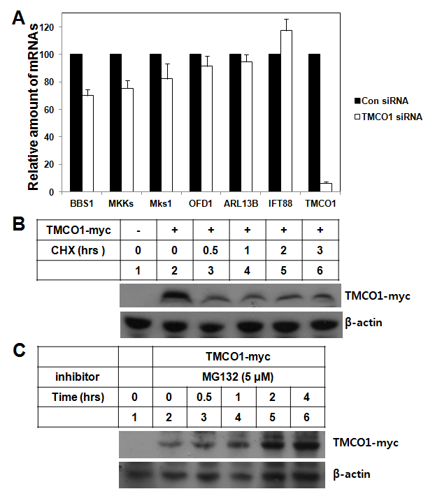 The effect of TMCO1 RNAi on cilia formation-related gene expression and the protein stability of TMCO1