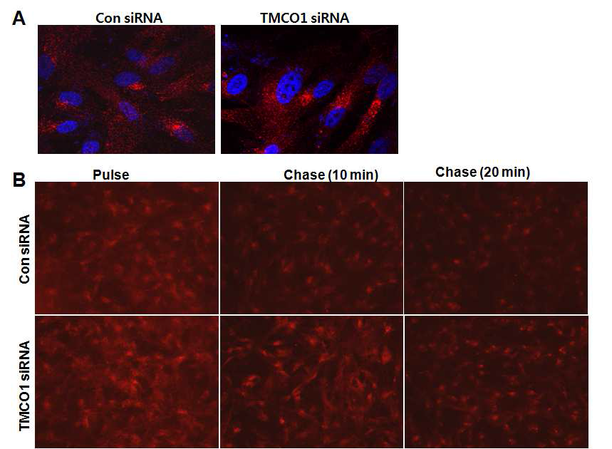 The effect of TMCO1 on endosome recycling