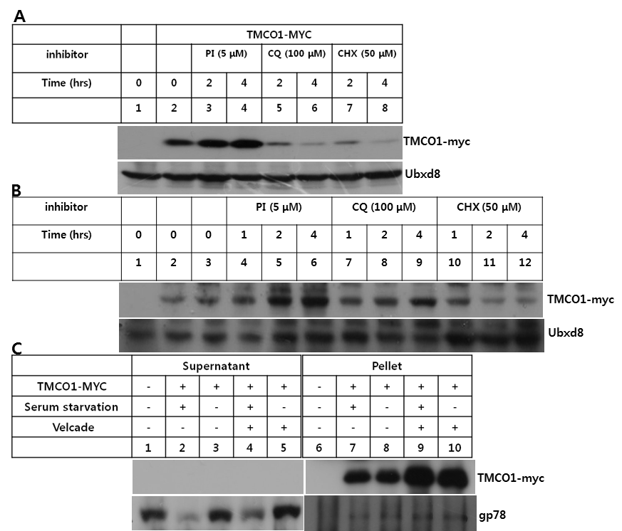 The effect of proteasome inhibitor on TMCO1 protein stability