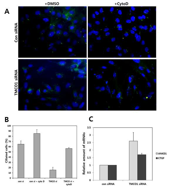 The role of TMCO1 on actin cytoskeleton remodelling factors