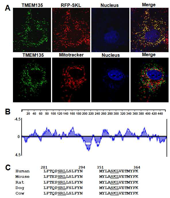Cellular localization and putative peroxisome target sequence of TMEM135