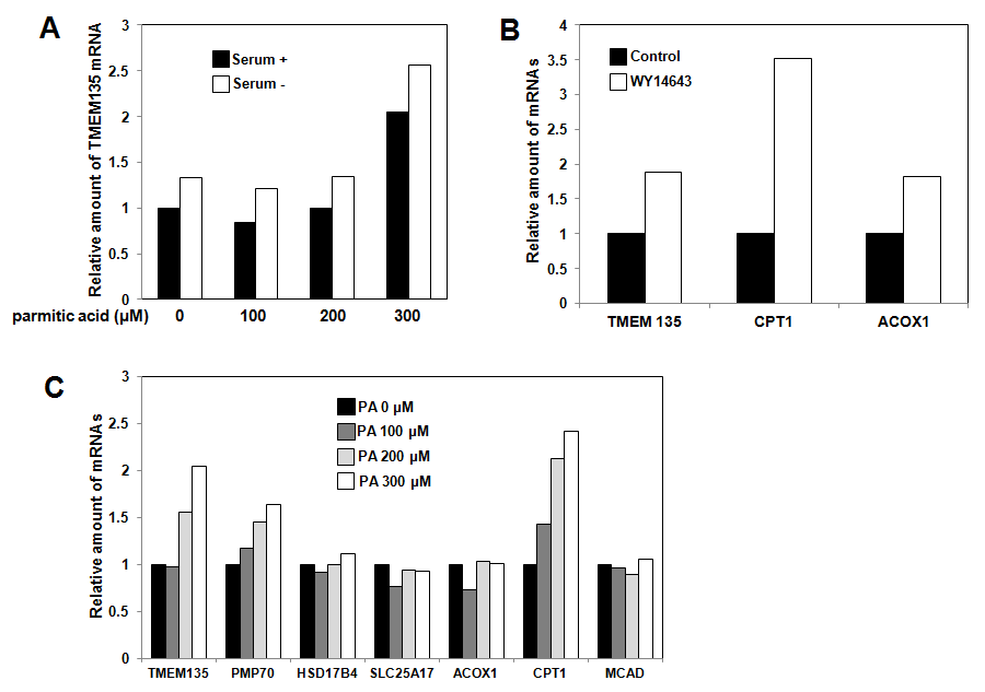 The effect of parmitic acid and PPAR􌩀 ligand on TMEM135 gene expression
