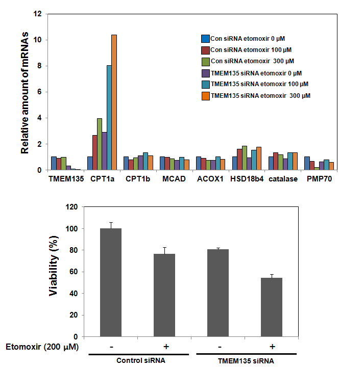 The effect of etomoxir and TMEM135 RNAi on CPT1 gene expression and cell viability