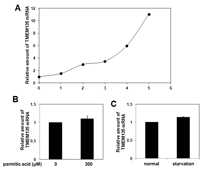 The expression of TMEM135 gene in OP9 and C2C12 cells