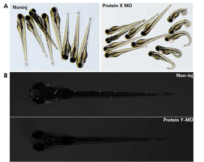 Dhrs1 and TMCO1 knockdown affects zebrafish development