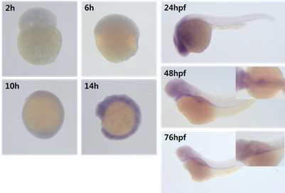 Expression pattern of gene A during embryogenesis