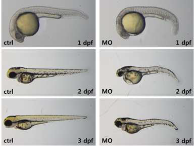 Morphological phenotypes induced by gene A knockdown