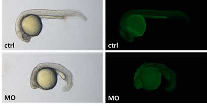 Gene A knockdown induces cell death during embryogenesis