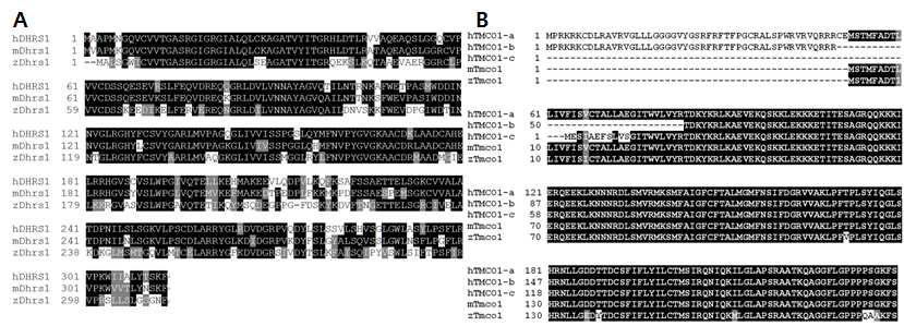 Sequence alignment of Dhrs1 and Tmco1 among different species